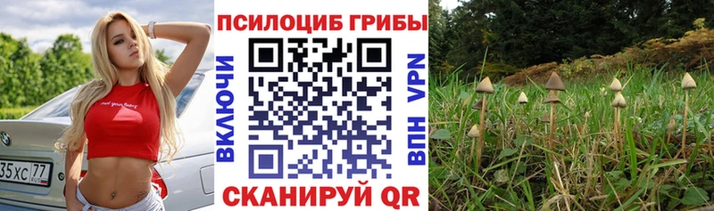 ссылка на мегу рабочий сайт  Тайшет  Псилоцибиновые грибы прущие грибы 